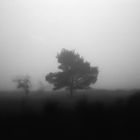 Nebel in der Wahner Heide