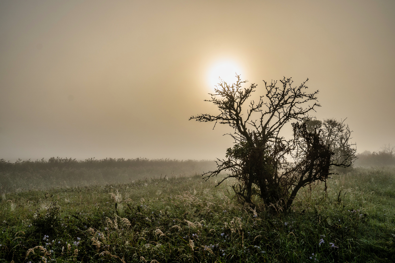 Nebel in der Wiese