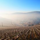 Nebel in die Weinberge