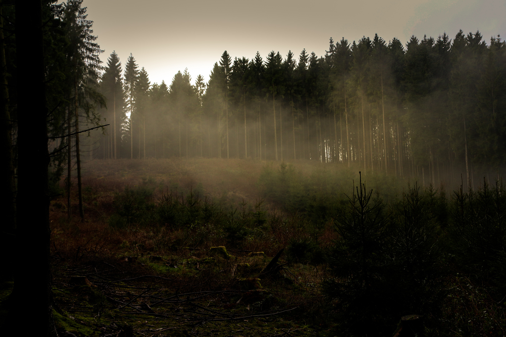 Nebel in einem verträumten Waldstück