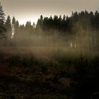 Nebel in einem verträumten Waldstück