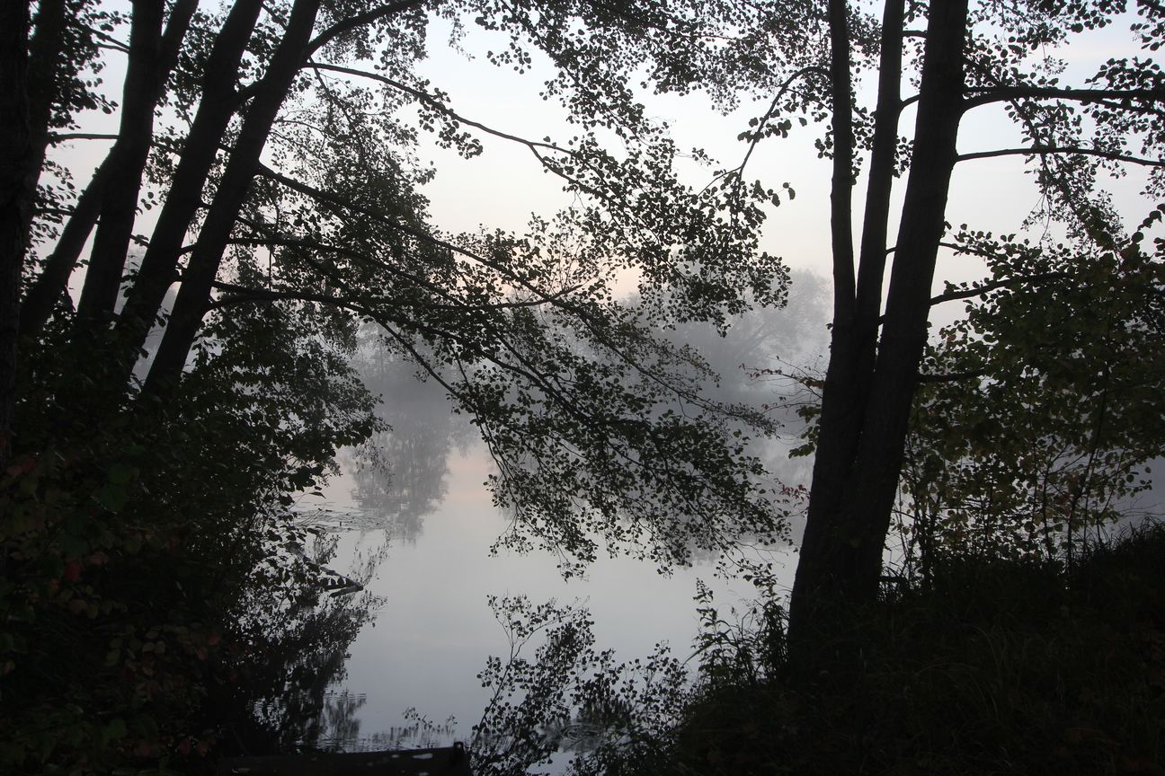 Nebel in Franken am See III