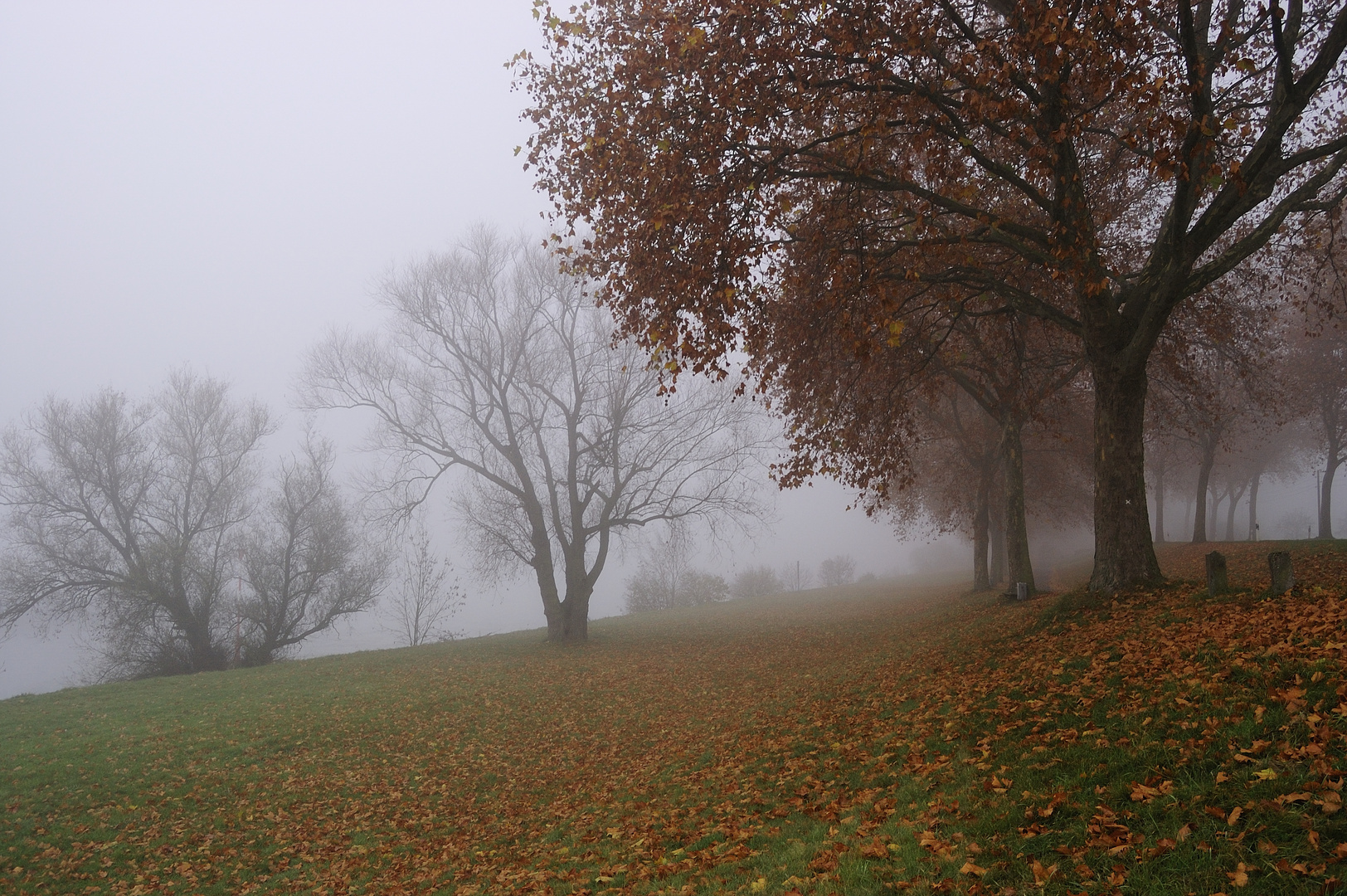 Nebel in Götterswickerhamm