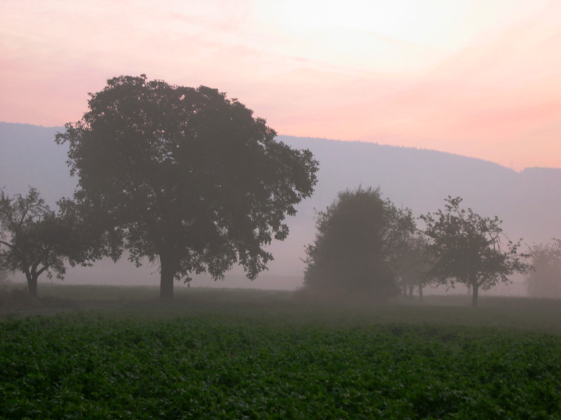 Nebel in Heidelberg