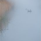 Nebel in Holland...