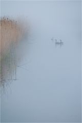 Nebel in Holland...