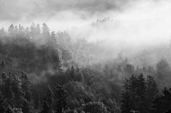 Nebel in Hopfen