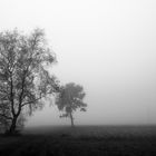 Nebel in irgendeiner Landschaft, aber in der Nähe vom See