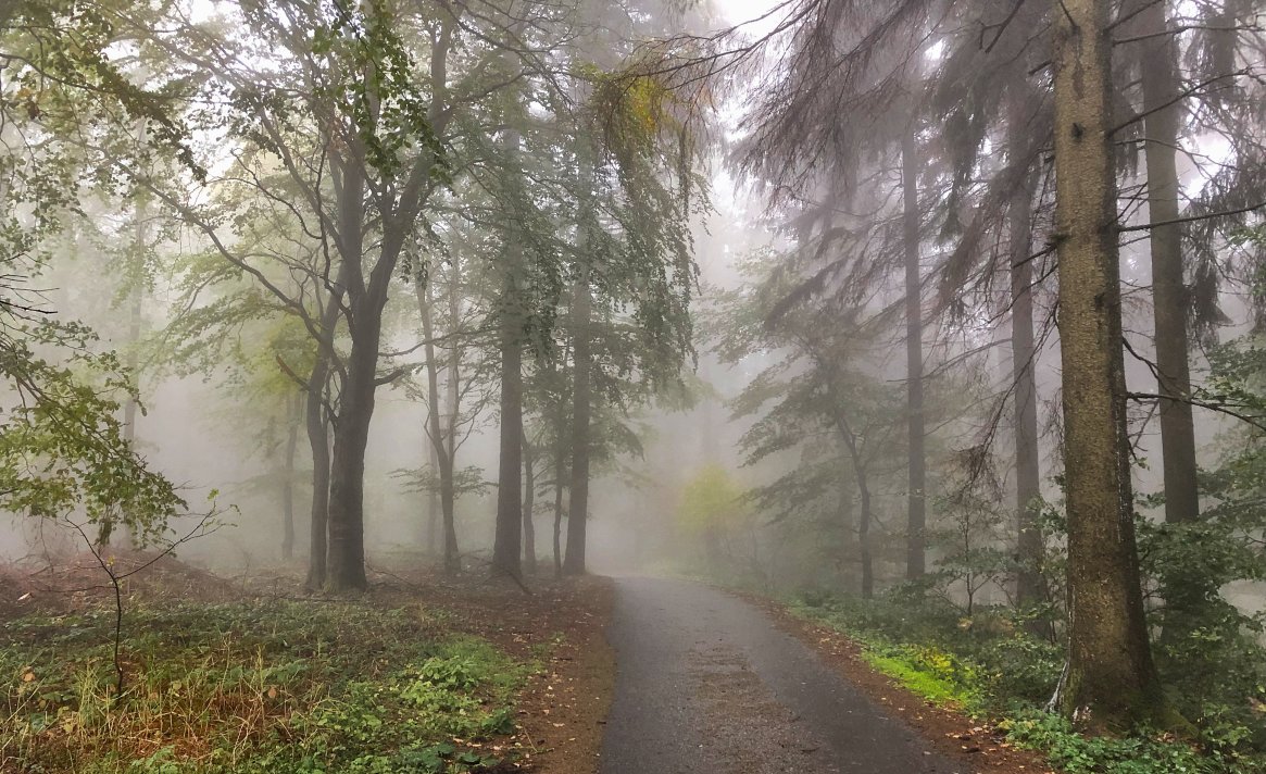 Nebel in Naturschutzgebiet