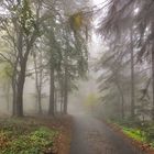 Nebel in Naturschutzgebiet