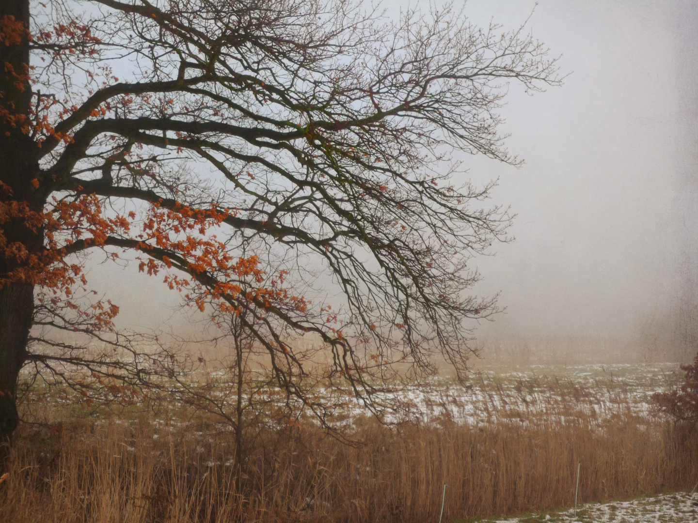 Nebel in Norddeutschland