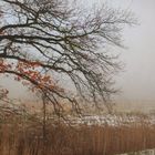 Nebel in Norddeutschland