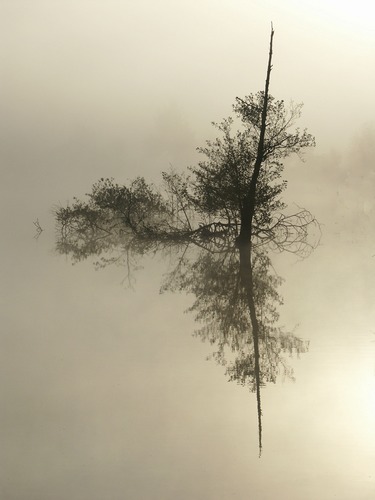 Nebel in Spiegelbild