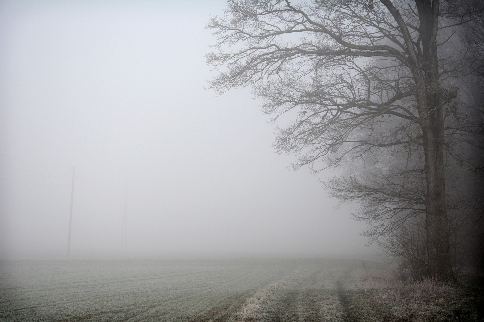 Nebel in Stuttgarter Wald