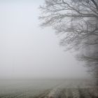 Nebel in Stuttgarter Wald