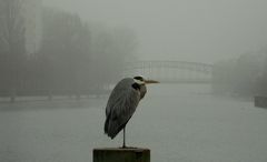 Nebel in Tegel