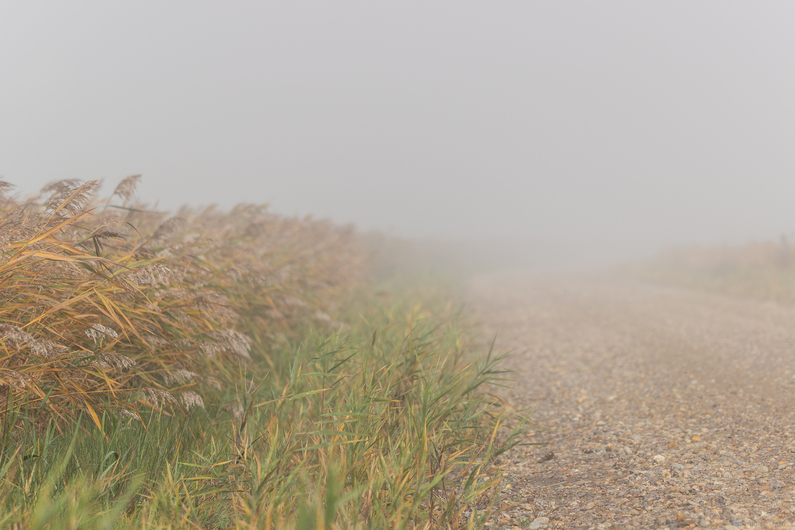 Nebel in Tipperne ...