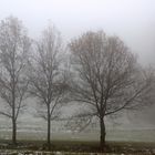 Nebel in Wilhelmsfeld2