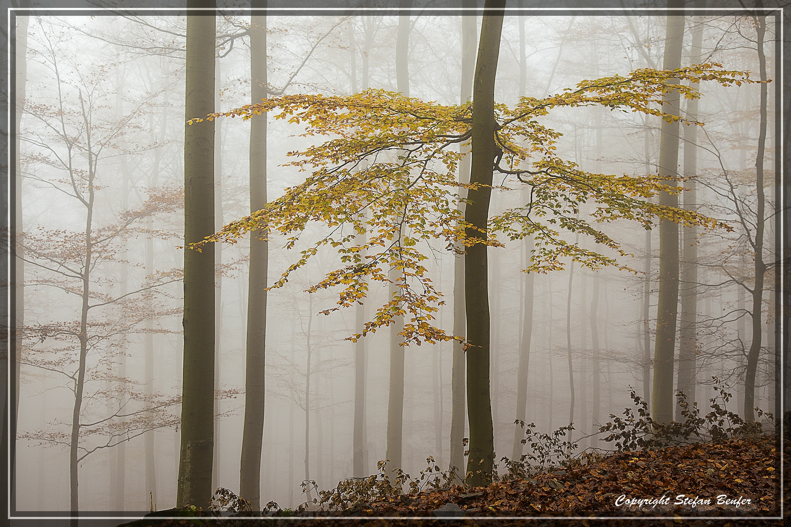Nebel in Wittgensteiner Wäldern