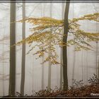 Nebel in Wittgensteiner Wäldern