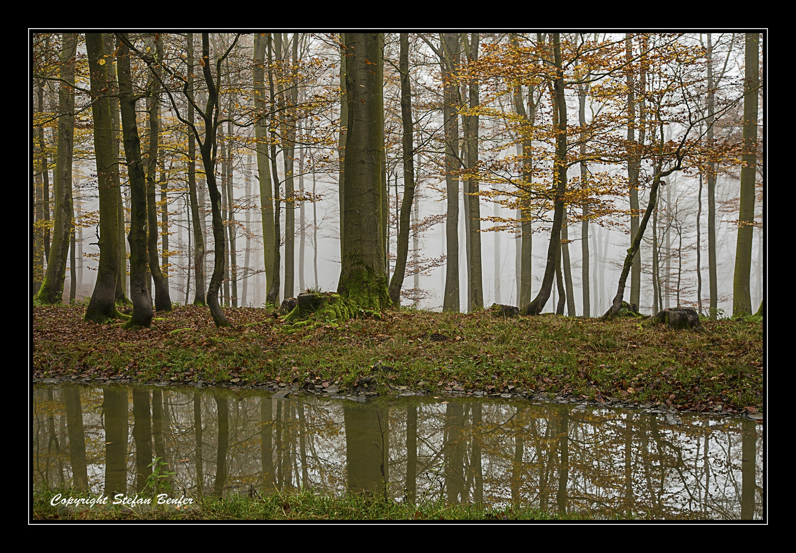 Nebel in Wittgensteiner Wäldern 2