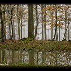 Nebel in Wittgensteiner Wäldern 2