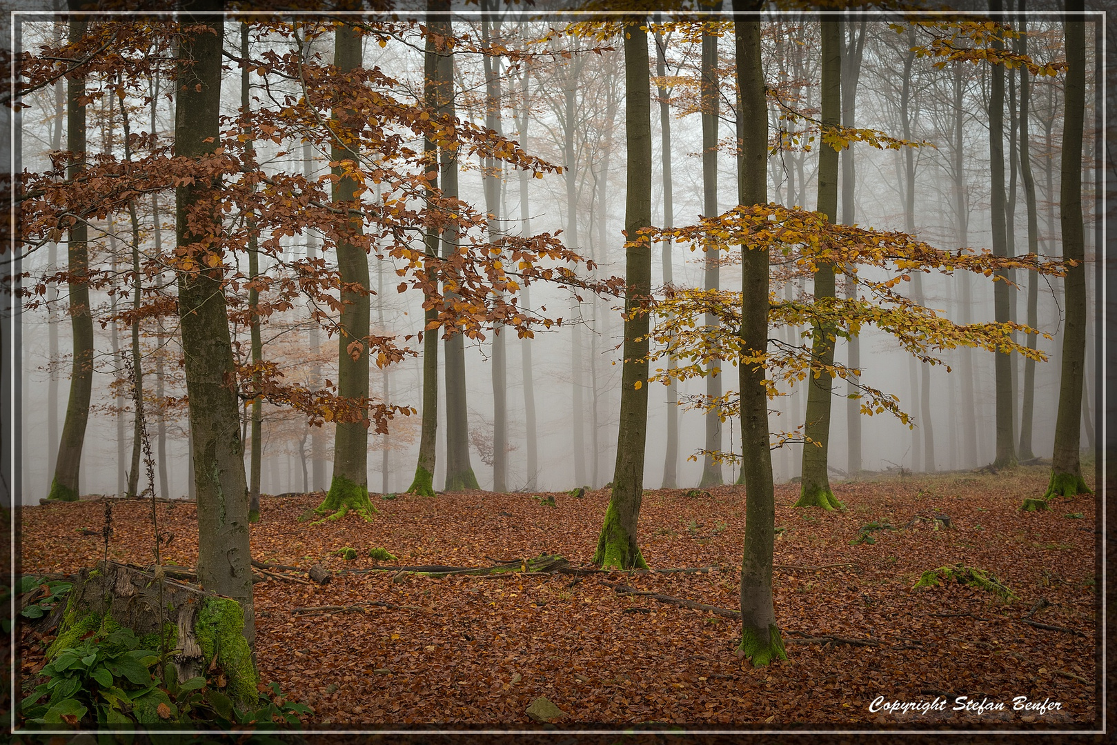 Nebel in Wittgensteiner Wäldern 3