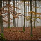 Nebel in Wittgensteiner Wäldern 3