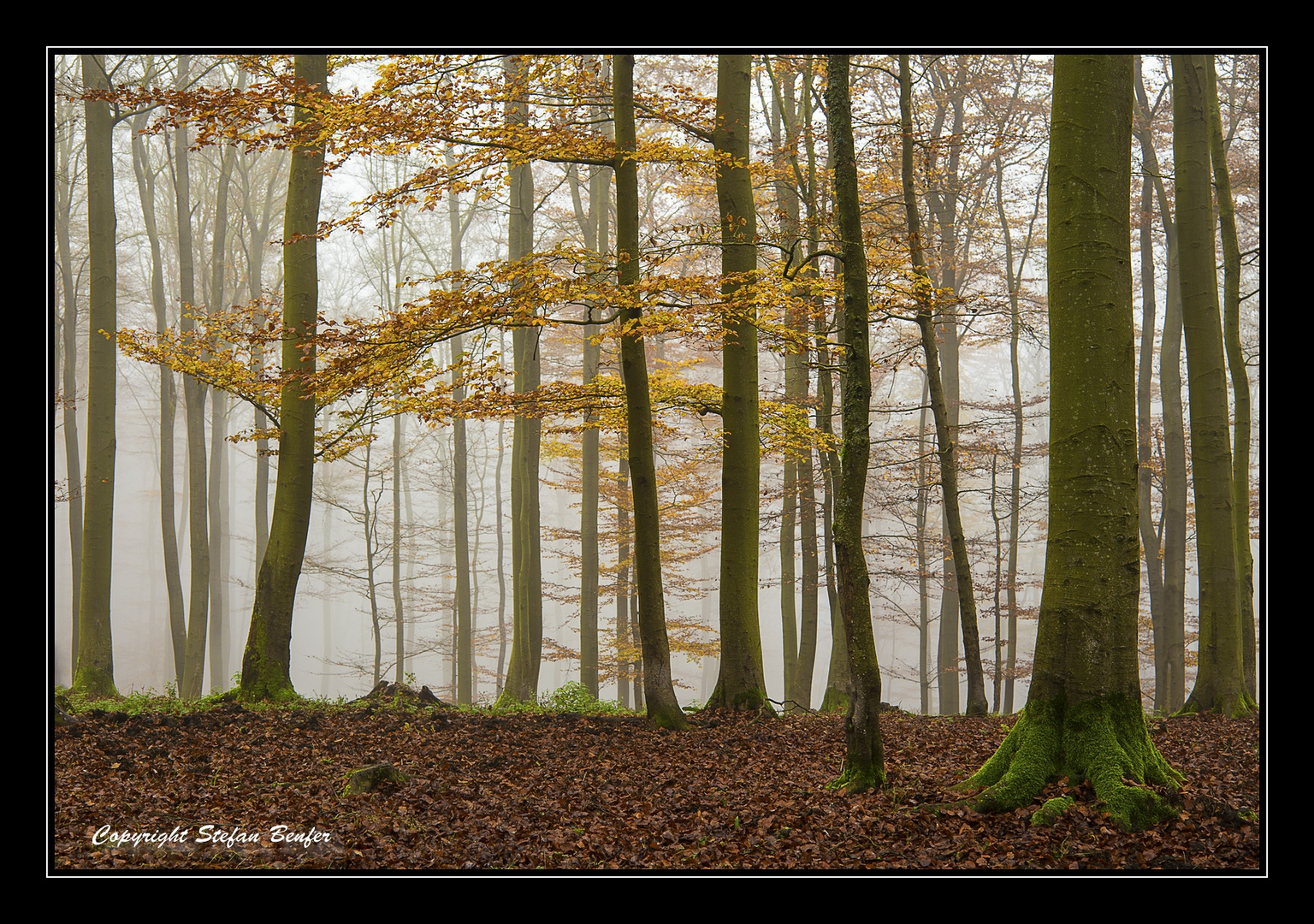 Nebel in Wittgensteiner Wäldern 4