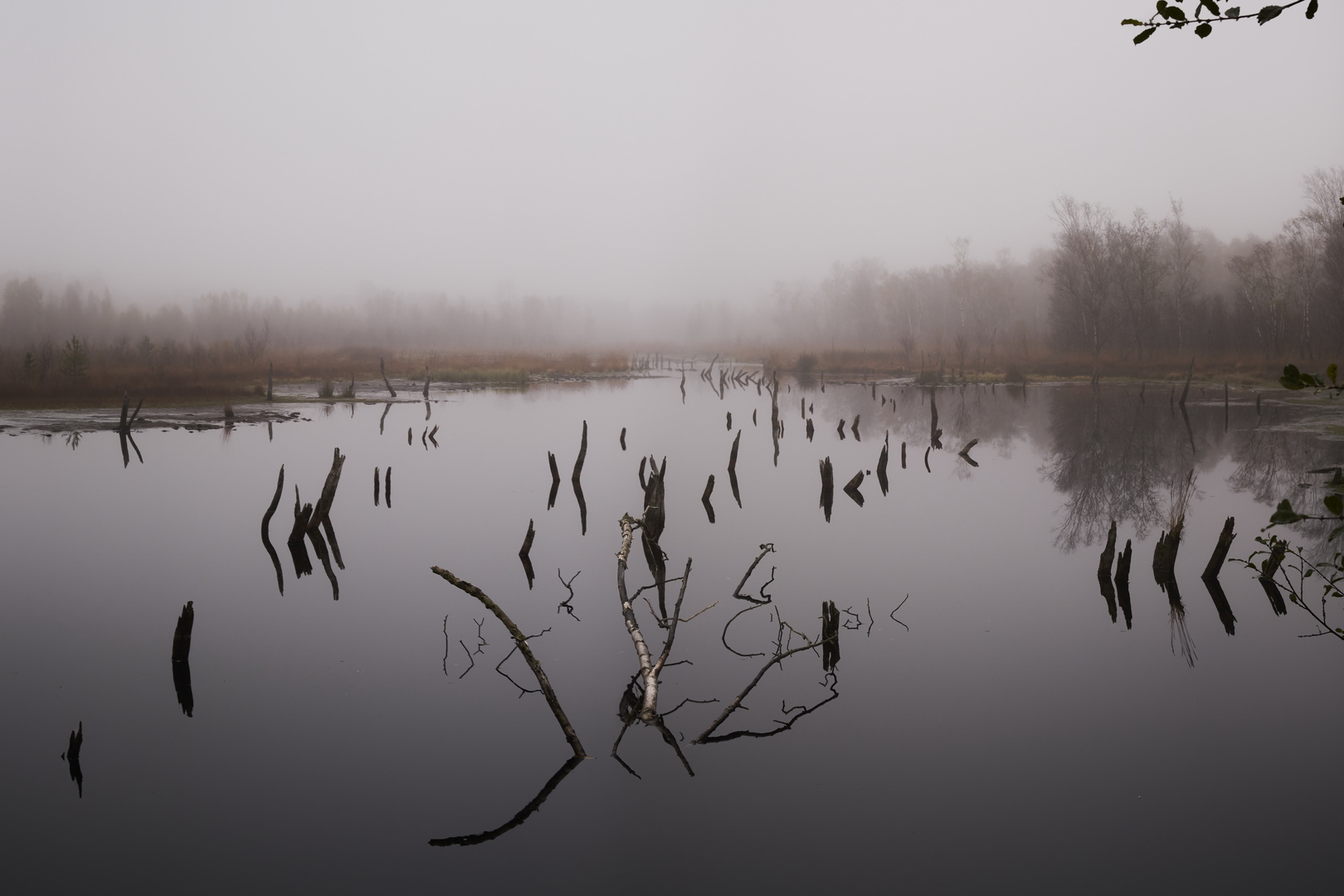 Nebel in Wittmoor