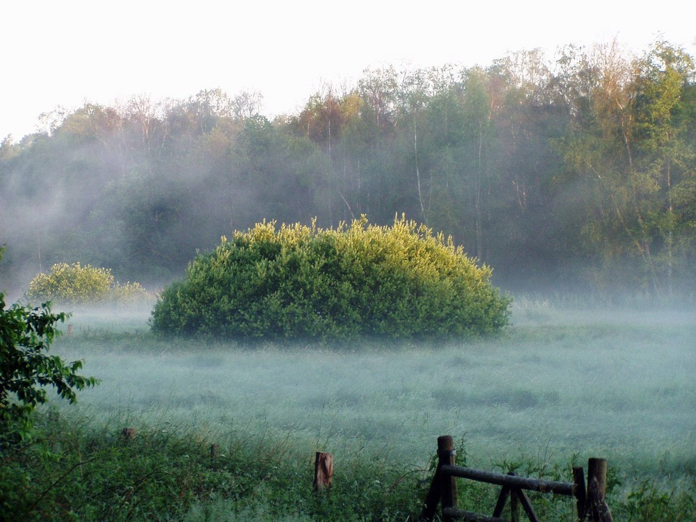 Nebel-Insel