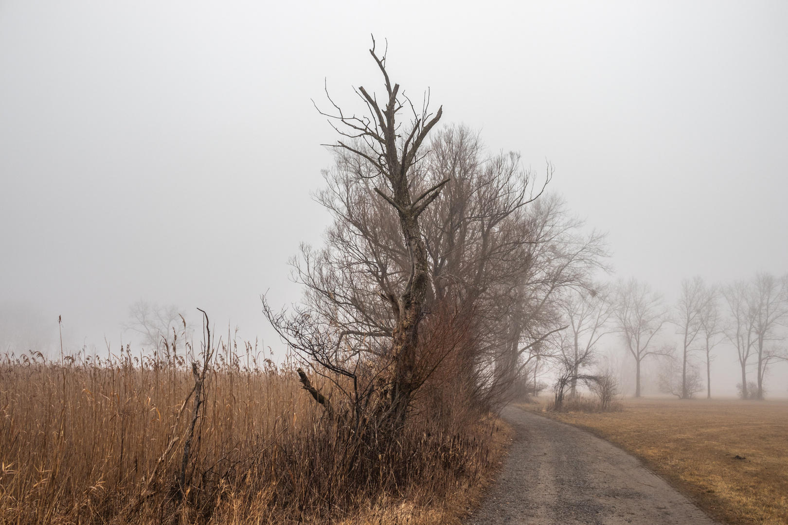 Nebel ist das Glück der Beschaulichkeit.