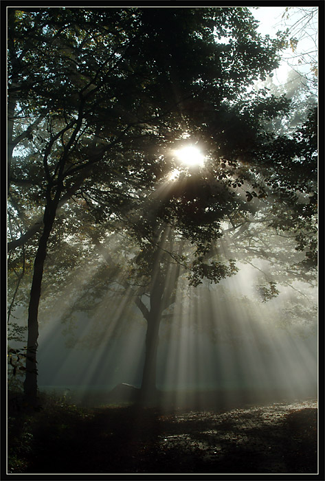 Nebel ist Leben