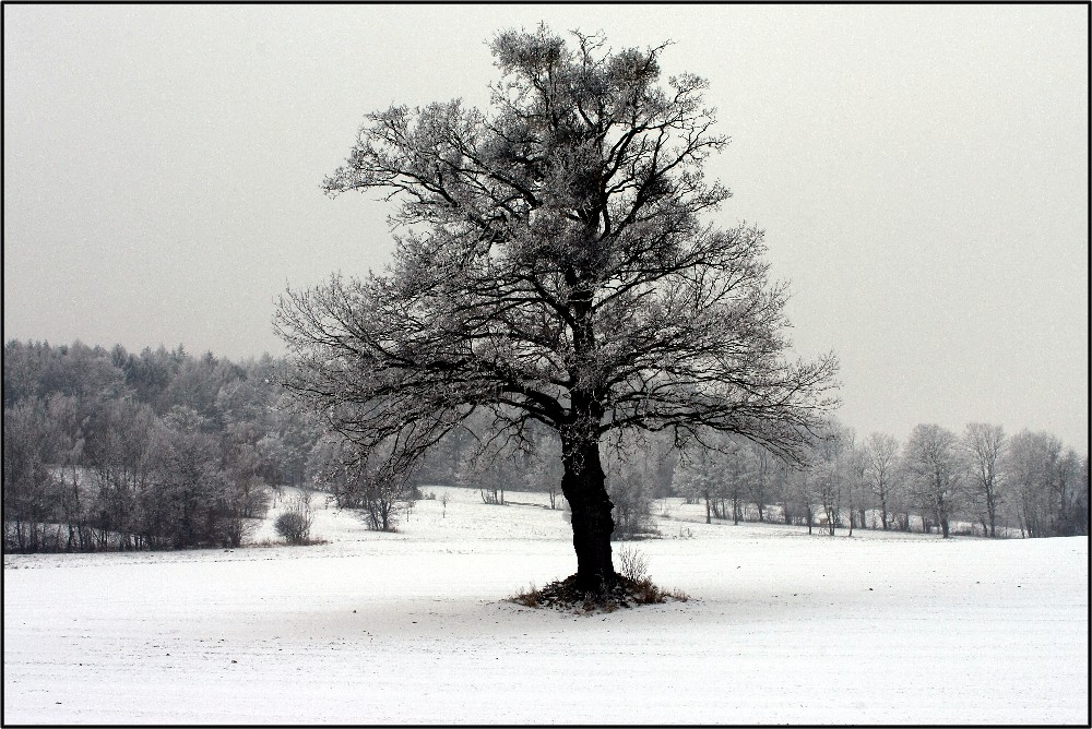 Nebel Kälte Frost_2