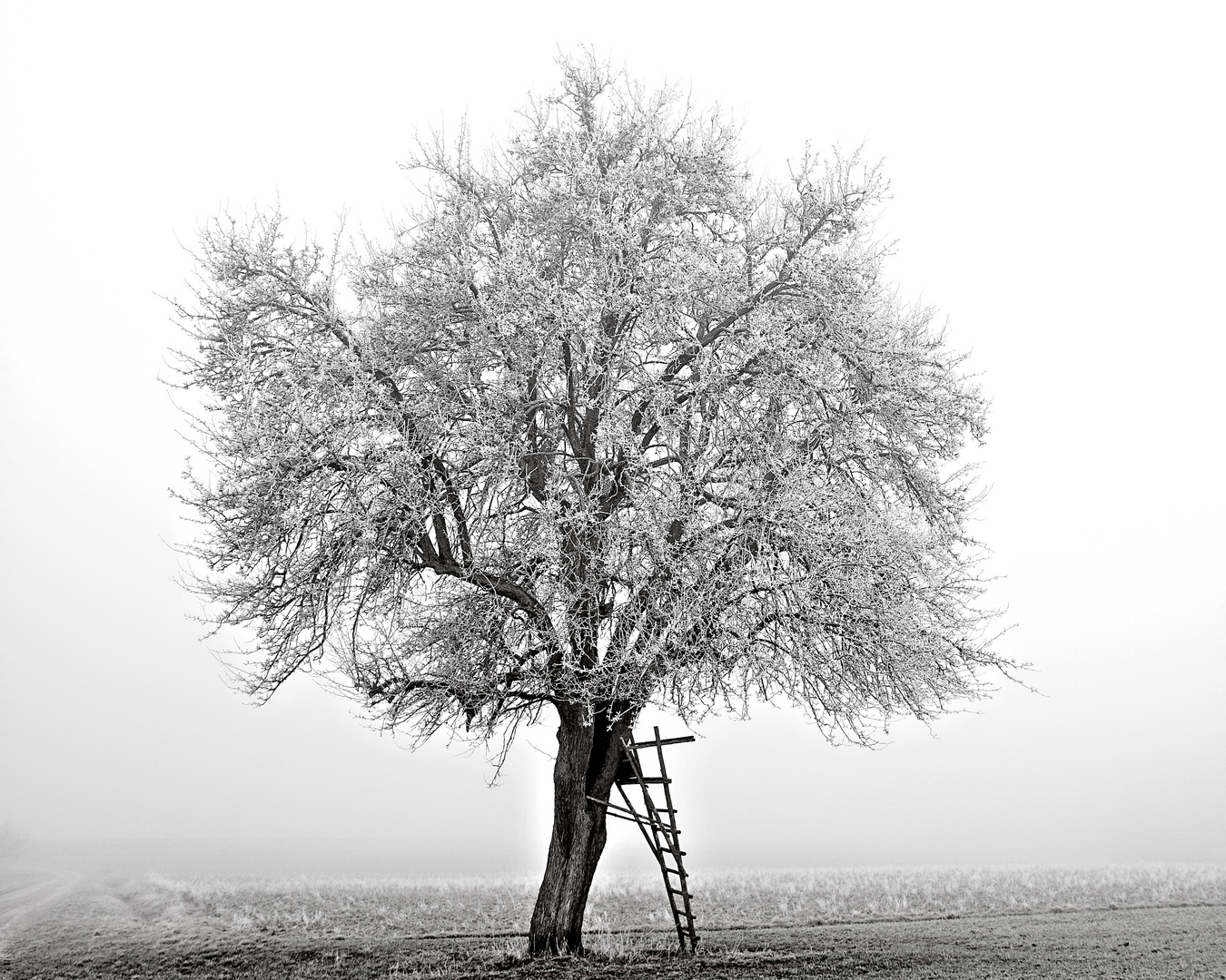 Nebel + Kälte = Raureif