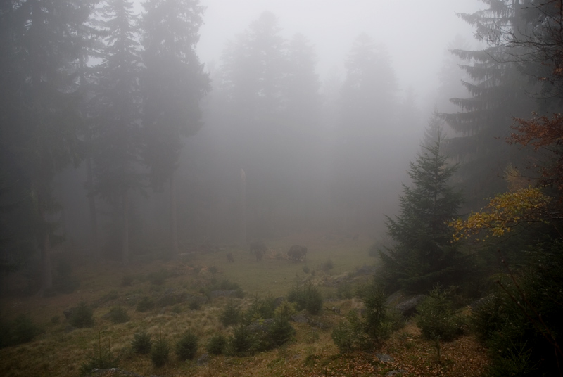 Nebel kommt auf