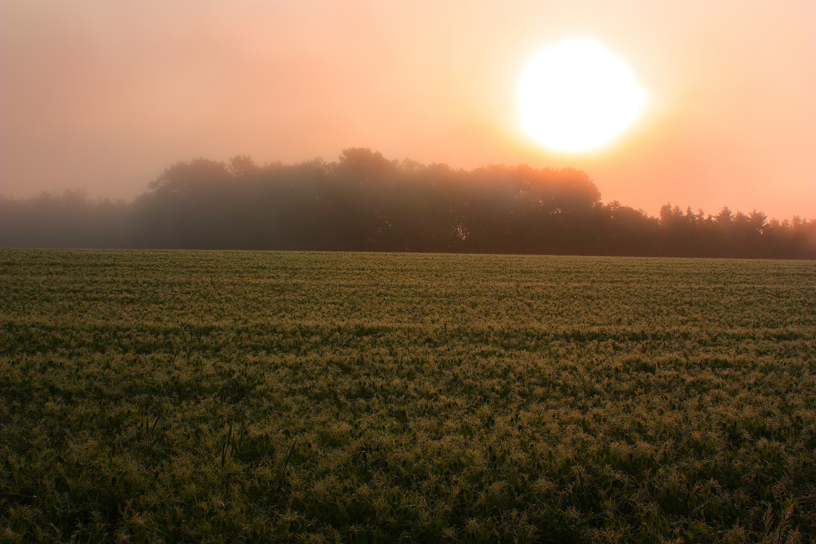 Nebel kommt auf