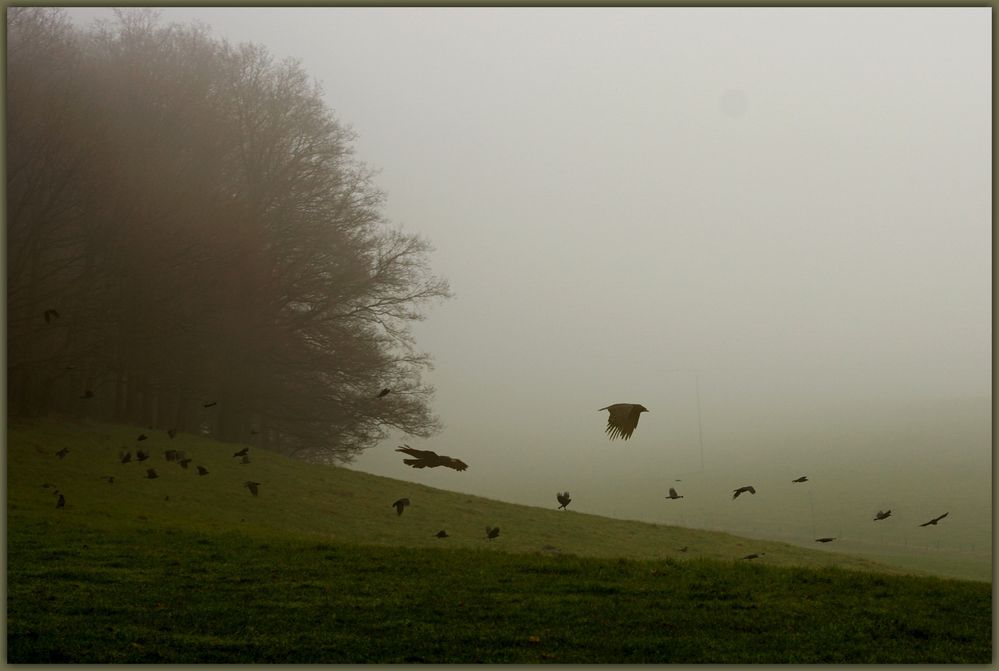 Nebel-krähen