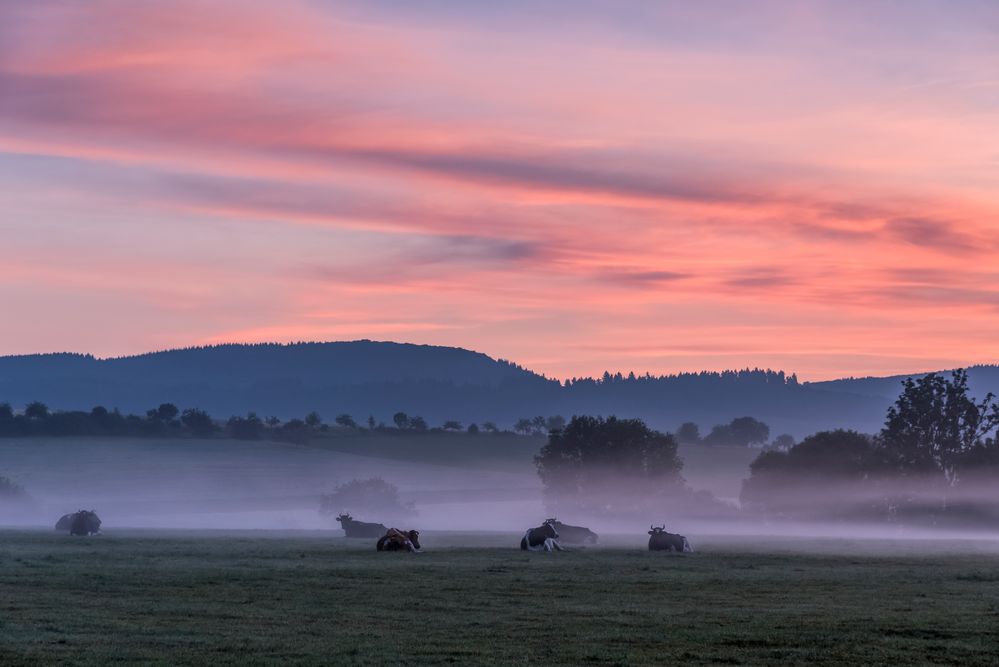 *Nebel-Kühe*