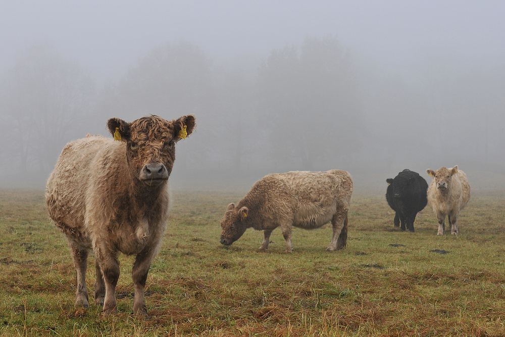 Nebel – Kühe – Neugier 02