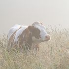 Nebel - Kuh im Sommer