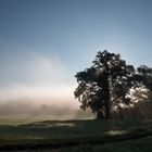 Nebel kurz nach Sonnenaufgang