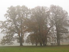 Nebel / La nebbia (3)