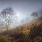 Nebel Landschaft