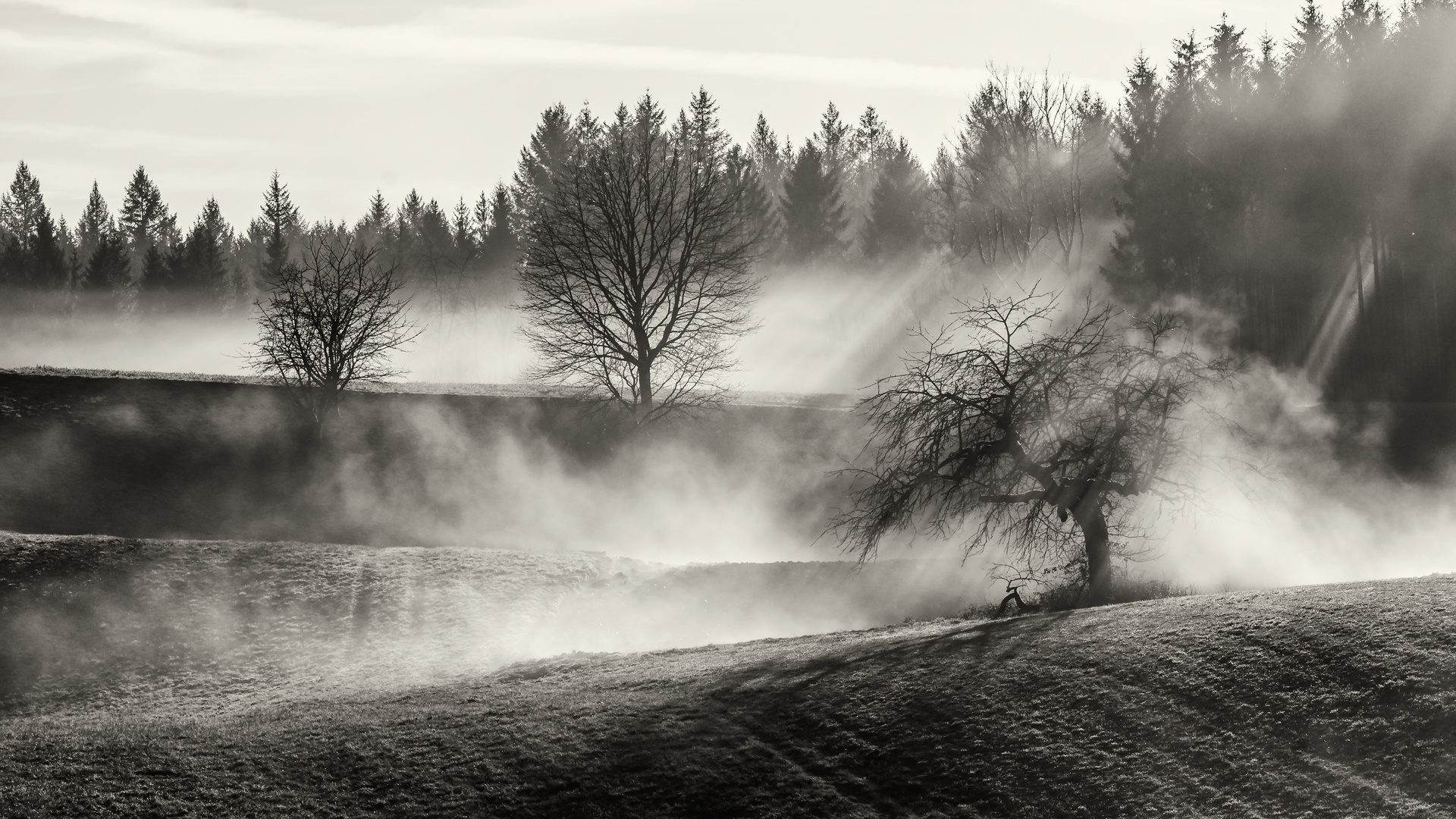 Nebel Landschaft Südbaden