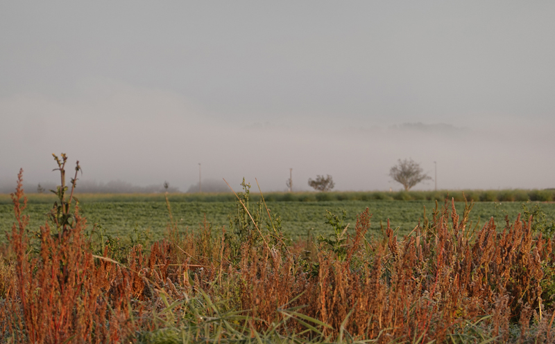 Nebel + Landwirtschaft