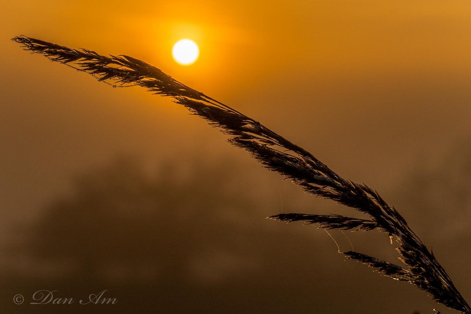 NEBEL - LEBEN