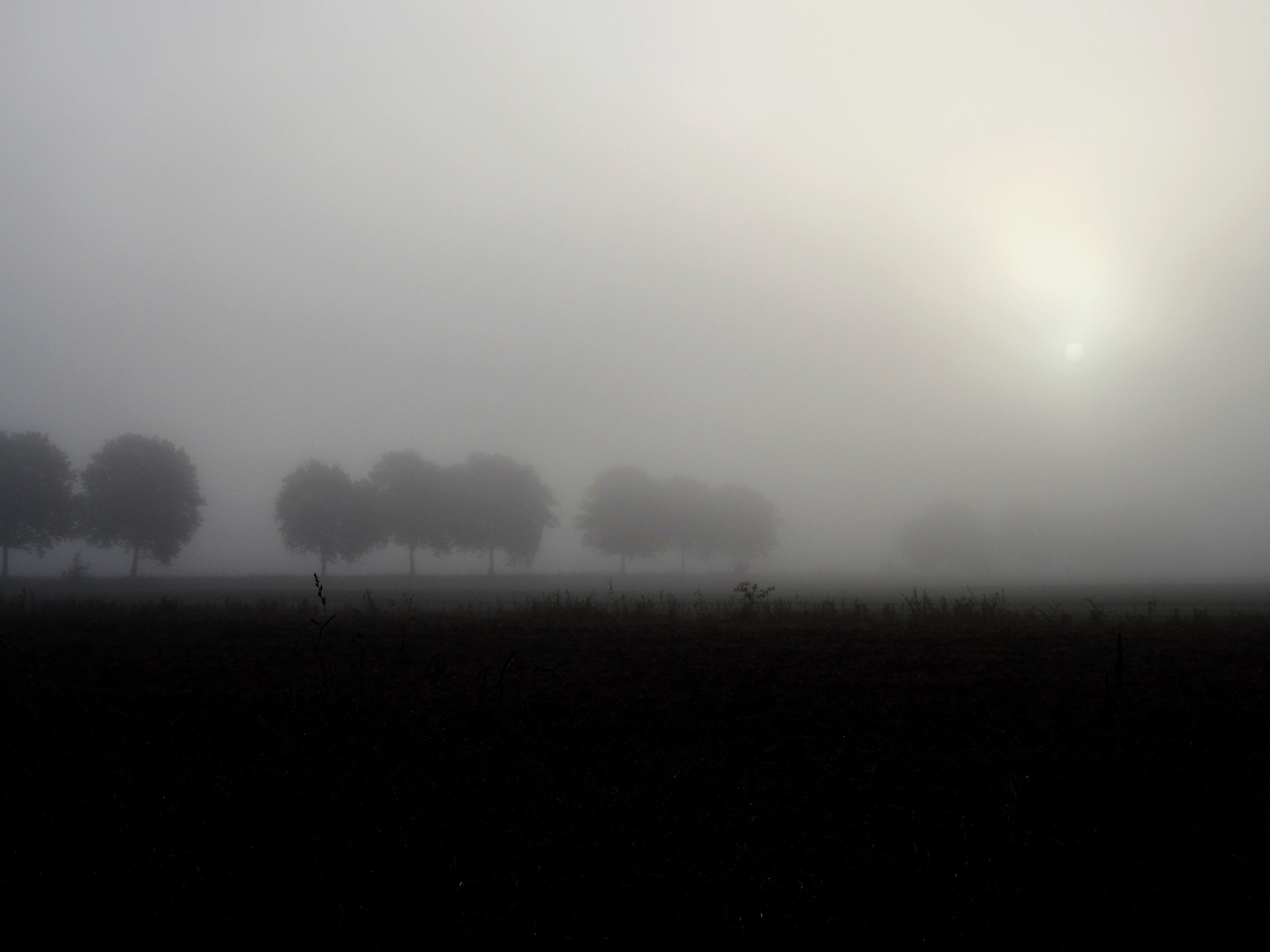 Nebel - lebeN