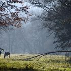 Nebel-Licht