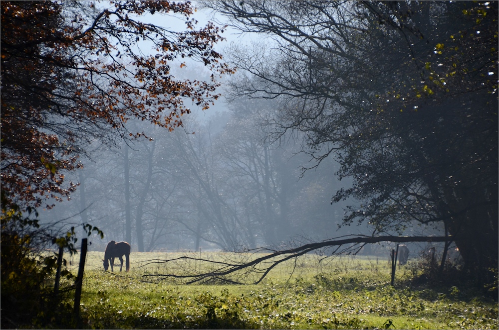 Nebel-Licht